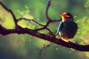 Macro bird and tree, –testp –ar 16:9